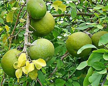 bael fruit in telugu